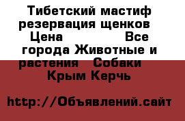 Тибетский мастиф резервация щенков › Цена ­ 100 000 - Все города Животные и растения » Собаки   . Крым,Керчь